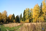 Осенний лес - 1
