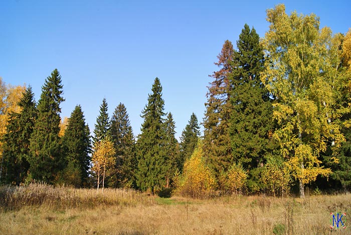 Осенний лес - 2